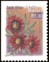 Botterbloom (Gazania krebsiana) - Afrika Borwa