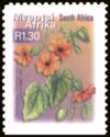 Black Eyed Susy (Thunbergia alata) - Mzantsi Afrika