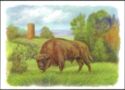 Kamyenyets Tower. Bison