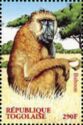 Olive Baboon (Papio anubis)