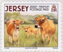 Jersey Cow (Bos primigenius taurus)