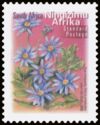 Blue Marguerite (Felicia amelloides) - Ningizimu Afrika