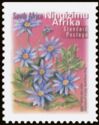 Blue Marguerite (Felicia amelloides) - Ningizimu Afrika