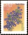 Karoo Violet (Aptosimum procumbens) - Suid-Afrika