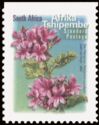 Tree Pelargonium (Pelargonium cucullatum) - Afrika Tshipembe