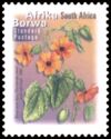 Black Eyed Susy (Thunbergia alata) - Afrika Borwa