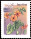 Black Eyed Susy (Thunbergia alata) - Afrika Borwa