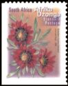 Botterblom (Gazania krebsiana) - Afrika Dzonga