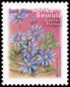 Blue Marguerite (Felicia amelloides) - Afrika Sewula