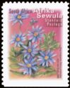 Blue Marguerite (Felicia amelloides) - Afrika Sewula