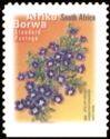 Karoo Violet (Aptosimum procumbens) - Afrika Borwa