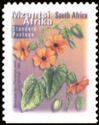 Black Eyed Susy (Thunbergia alata) - Mzantsi Afrika