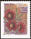 Botterblom (Gazania krebsiana) - Afrika Dzonga