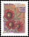 Botterblom (Gazania krebsiana) - Afrika Dzonga