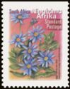 Blue Marguerite (Felicia amelloides) - Ningizimu Afrika