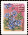 Blue Marguerite (Felicia amelloides) - Afrika Sewula