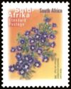 Karoo Violet (Aptosimum procumbens) - Suid-Afrika