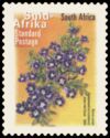 Karoo Violet (Aptosimum procumbens) - Suid-Afrika