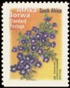 Karoo Violet (Aptosimum procumbens) - Afrika Borwa