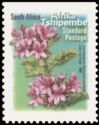 Tree Pelargonium (Pelargonium cucullatum) - Afrika Tshipembe