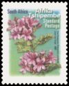 Tree Pelargonium (Pelargonium cucullatum) - Afrika Tshipembe
