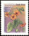 Black Eyed Susy (Thunbergia alata) - Afrika Borwa