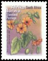 Black Eyed Susy (Thunbergia alata) - Afrika Borwa