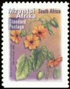 Black Eyed Susy (Thunbergia alata) - Mzantsi Afrika