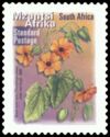 Black Eyed Susy (Thunbergia alata) - Mzantsi Afrika