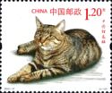 Chinese Li Hua Cat - Domestic Cat (Felis silvestris catus)
