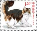 Maine Coon (Felis silvestris catus)