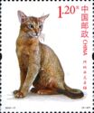 Abyssinian (Felis silvestris catus)