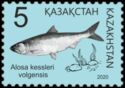 Caspian Anadromous Shad (Alosa kessleri)