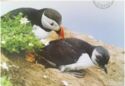 Atlantic Puffin (Fratercula arctica)