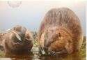 Canadian Beaver (Castor canadensis)