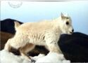 Mountain Goat (Oreamnos americanus)