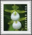 California Lady's Slipper (Cypripedium californicum)