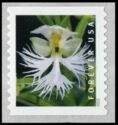 Eastern Prairie Fringed Orchid (Platanthera leucophaea)