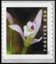 Three Birds Orchid (Triphora trianthophoros)