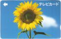 Flower - Sun Flower