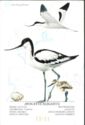 Pied Avocet (Recurvirostra avosetta)