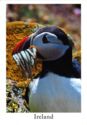 Atlantic Puffin (Fratercula arctica)