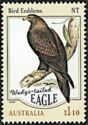 Wedge-Tailed Eagle (Aquila audax) - Northern Territory
