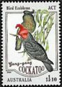 Gang-gang Cockatoo - Australian Capital Territory