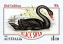 Black Swan (Cygnus atratus) - Western Australia