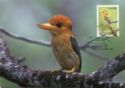 Yellow-billed Kingfisher (Syma torotoro)