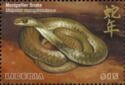 Montpellier Snake (Malpolon monspessulanus)