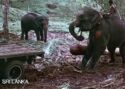 Elephants at Work