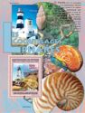 Shells and Lighthouses