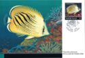 Sunset Butterflyfish (Chaetodon pelewensis)
